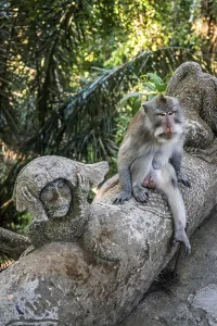 Macaque Monkey Prints: Macaque (Macaca), monkey, monkey
