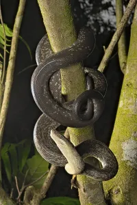Scaled Reptile Fauna Prints: Macklot's python (Liasis mackloti) Papuan Macklot's python (Liasis mackloti) Papuan