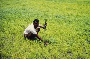 Farmer At Work Prints: Man working in Fields