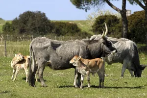 Juvenile Animal Husbandry Prints: Maremman cattle