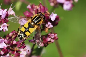 No People In The Wild Prints: Marsh hoverfly