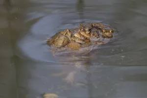 Amphibian Courtship Display Prints: Mating of the common toad, Bufo bufo