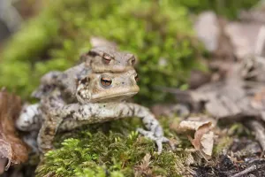 Bufo Bufo Reproduction Prints: Two mating Common toads (Bufo Bufo)