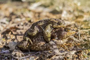 Common Toad Mating Prints: Mating common toads (Bufo bufo)