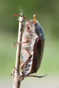 Beetle Fauna Images Prints: Maybug