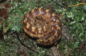 Wildlife In America Prints: Millipede (Nyssodesmus python), centipede