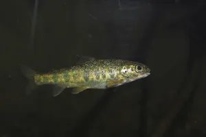 Water Animals Images Prints: Minnow (Phoxinus phoxinus)