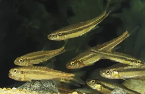Wildlife Photography Underwater Scene Prints: Minnow (phoxinus phoxinus)