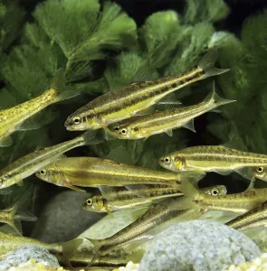 Bony Fish In Nature Prints: Minnow (phoxinus phoxinus)
