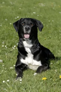 Mongrel Dog Photography Prints: Mongrel