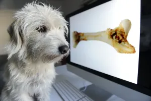 Deserted Technology Scene Prints: Mongrel Terrier looking at a computer screen with a bone