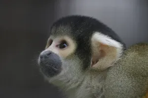 Captive Animal Head Shot Prints: Monkey