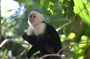 Deserted Jungle Prints: Monkey