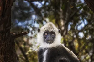 Old World Monkey Images Prints: Monkey Indian langur (Semnopithecus)