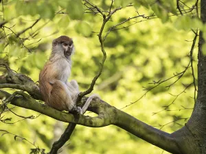 Deserted Trees Prints: Monkey on a tree