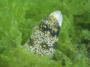 Secret Bay Bali Dive Site Prints: A moray eel with a yellow pattern