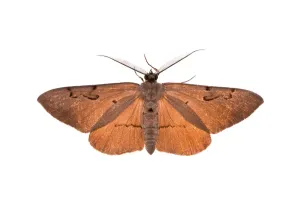 Insect Close Up Shots Prints: Moth in bright backlight
