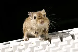 Personal Computer Hardware Prints: Mouse and computer