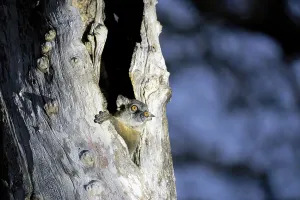 Primate Animal Prints: Mouse lemur (Microcebus), looking out of a split tree