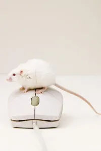 Computer Mouse Prints: Mouse and mouse