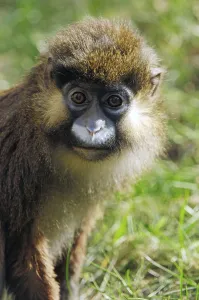 Mammal Head Shot Prints: Moustached guenon (Cercopithecus cephus)