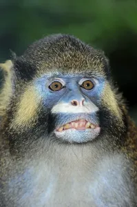 Captive Animal Head Shot Prints: Moustached Guenon or Moustached Monkey (Cercopithecus cephus)