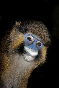 Mammalian Head Shot Prints: MOUSTACHED MONKEY (cercopithecus cephus) OR MUSTACHED MONKEY