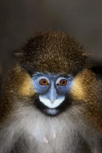 Deserted Landscape Animal Photo Prints: MOUSTACHED MONKEY (cercopithecus cephus) OR MUSTACHED MONKEY