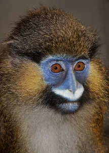 African Animal Portrait Prints: MOUSTACHED MONKEY (cercopithecus cephus) OR MUSTACHED MONKEY