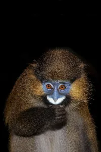 One Animal Portrait Photography Prints: MOUSTACHED MONKEY (cercopithecus cephus) OR MUSTACHED MONKEY EATING AGAINST BLACK BACKGROUND