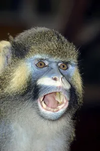 Mammalian Head Shot Prints: Moustached Monkey, Moustached Guenon (Cercopithecus cephus) Monkey