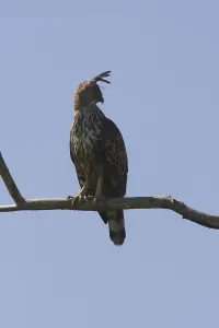 Accipitridae Birds Of Prey Prints: Mutable Hawk Eagle, Sri Lanka