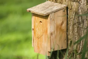 Nesting Box Prints: Nesting box