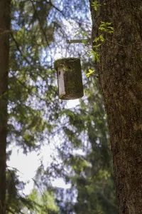 Eco Friendly Bird Feeder Prints: A nesting box hangs on a large tree in spring forest