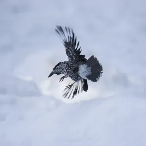 Corvids In Natural Environment Prints: Nutcracker in flight in side view in front of snow