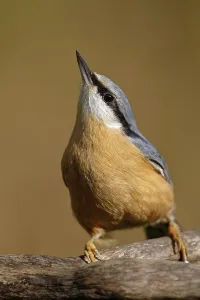Passerine Bird Photography Tips Prints: Nuthatch