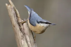 Tree Branch Wildlife Prints: Nuthatch