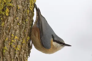 Wood Nuthatch Habitat Prints: nuthatch