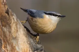 Natural Bird Environments Prints: nuthatch