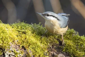 Wood Nuthatch Habitat Prints: nuthatch