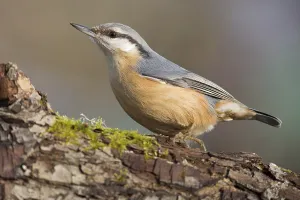 Oscine Bird Images Prints: nuthatch