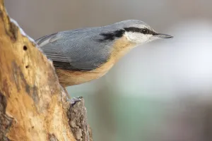 Passerine Birds Online Prints: nuthatch