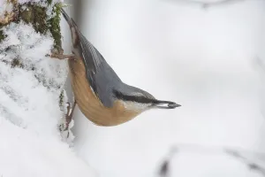 Natural Environment Stock Photos Prints: nuthatch