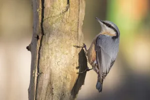 Wood Nuthatch Habitat Prints: nuthatch