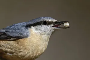 Nesting Box Prints: Nuthatch with peanut kernel