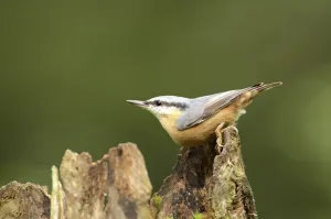 Eurasian Nuthatch Photography Prints: Nuthatch on a root