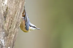 Oscine Birds Prints: Nuthatch on a tree