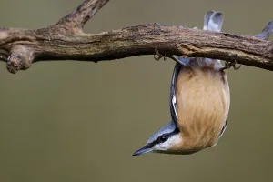 Deserted Bird Feeder Prints: Nuthatch in a tree