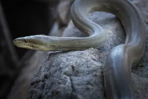 Constrictor Snake Species Prints: Olive python (Liasis olivaceus)