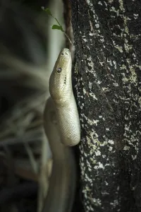 Constrictor Snakes Prints: Olive python (Liasis olivaceus)